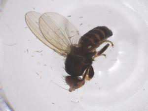  ( - CBG-A63059-G07)  @11 [ ] CreativeCommons - Attribution Share - Alike (2025) Centre for Biodiversity Genomics Centre for Biodiversity Genomics