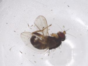  ( - CBG-A63064-G04)  @11 [ ] CreativeCommons - Attribution Share - Alike (2025) Centre for Biodiversity Genomics Centre for Biodiversity Genomics