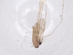  ( - CBG-A64184-E03)  @11 [ ] CreativeCommons - Attribution Share - Alike (2025) Centre for Biodiversity Genomics Centre for Biodiversity Genomics