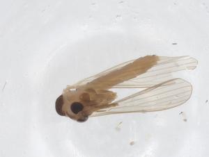  ( - CBG-A64241-C06)  @11 [ ] CreativeCommons - Attribution Share - Alike (2025) Centre for Biodiversity Genomics Centre for Biodiversity Genomics