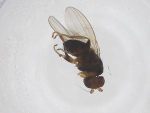  ( - CBG-A64250-F06)  @11 [ ] CreativeCommons - Attribution Share - Alike (2025) Centre for Biodiversity Genomics Centre for Biodiversity Genomics