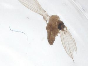  ( - CBG-A65137-A05)  @11 [ ] CreativeCommons - Attribution Share - Alike (2025) Centre for Biodiversity Genomics Centre for Biodiversity Genomics