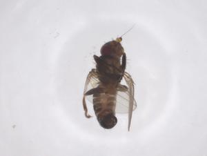  ( - CBG-A65148-E04)  @11 [ ] CreativeCommons - Attribution Share - Alike (2025) Centre for Biodiversity Genomics Centre for Biodiversity Genomics