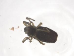  (Micrathena triangularis - CBG-A65796-H09)  @11 [ ] CreativeCommons - Attribution Share - Alike (2025) Centre for Biodiversity Genomics Centre for Biodiversity Genomics