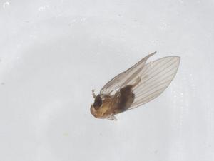  ( - CBG-A66056-D07)  @11 [ ] CreativeCommons - Attribution Share - Alike (2025) Centre for Biodiversity Genomics Centre for Biodiversity Genomics