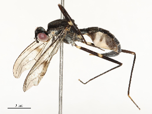  (Ptilosphen dubius - CBG-A67038-A04)  @11 [ ] CreativeCommons - Attribution Share - Alike (2025) CBG Photography Group Centre for Biodiversity Genomics