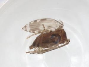  ( - CBG-A63125-G12)  @11 [ ] CreativeCommons - Attribution Share - Alike (2025) Centre for Biodiversity Genomics Centre for Biodiversity Genomics