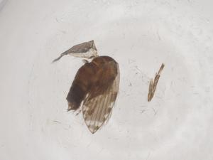  ( - CBG-A63146-B04)  @11 [ ] CreativeCommons - Attribution Share - Alike (2025) Centre for Biodiversity Genomics Centre for Biodiversity Genomics