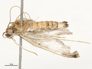  ( - CBG-A65336-B10)  @11 [ ] CreativeCommons - Attribution Share - Alike (2025) CBG Photography Group Centre for Biodiversity Genomics