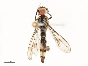  ( - CBG-A67794-B11)  @11 [ ] CreativeCommons - Attribution Share - Alike (2025) CBG Photography Group Centre for Biodiversity Genomics