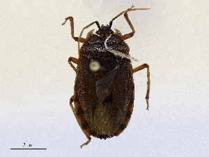  (Adoxoplatys - CBG-A67933-C10)  @11 [ ] CreativeCommons - Attribution Share - Alike (2025) CBG Photography Group Centre for Biodiversity Genomics