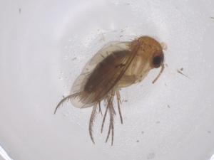  ( - CBG-B00206-C04)  @11 [ ] CreativeCommons - Attribution Share - Alike (2025) Centre for Biodiversity Genomics Centre for Biodiversity Genomics