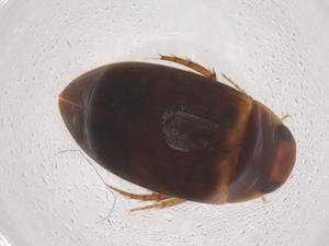  ( - CBG-B00353-C11)  @11 [ ] CreativeCommons - Attribution Share - Alike (2025) Centre for Biodiversity Genomics Centre for Biodiversity Genomics