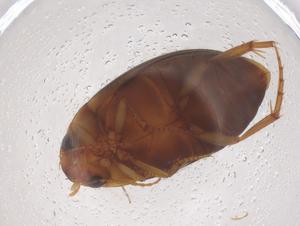  ( - CBG-B00353-D02)  @11 [ ] CreativeCommons - Attribution Share - Alike (2025) Centre for Biodiversity Genomics Centre for Biodiversity Genomics