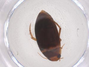  ( - CBG-B00353-D03)  @11 [ ] CreativeCommons - Attribution Share - Alike (2025) Centre for Biodiversity Genomics Centre for Biodiversity Genomics