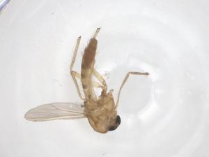  ( - CBG-B15300-G02)  @11 [ ] CreativeCommons - Attribution Share - Alike (2025) Centre for Biodiversity Genomics Centre for Biodiversity Genomics