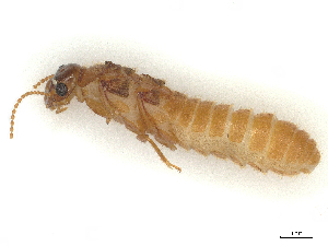  ( - CBG-B15690-H08)  @11 [ ] CreativeCommons - Attribution Share - Alike (2025) CBG Photography Group Centre for Biodiversity Genomics