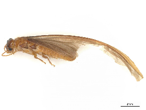  ( - CBG-B15690-H09)  @11 [ ] CreativeCommons - Attribution Share - Alike (2025) CBG Photography Group Centre for Biodiversity Genomics