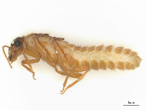  ( - CBG-B15690-H10)  @11 [ ] CreativeCommons - Attribution Share - Alike (2025) CBG Photography Group Centre for Biodiversity Genomics