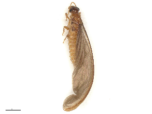  ( - CBG-B15690-H11)  @11 [ ] CreativeCommons - Attribution Share - Alike (2025) CBG Photography Group Centre for Biodiversity Genomics