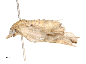  ( - CBG-B19965-C04)  @11 [ ] CreativeCommons - Attribution Share - Alike (2025) CBG Photography Group Centre for Biodiversity Genomics