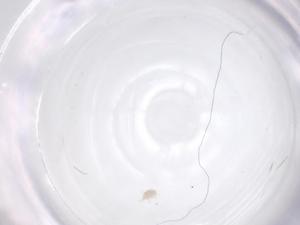  ( - CBG-B20155-A12)  @11 [ ] CreativeCommons - Attribution Share - Alike (2025) Centre for Biodiversity Genomics Centre for Biodiversity Genomics