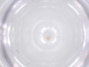  ( - CBG-B20155-C10)  @11 [ ] CreativeCommons - Attribution Share - Alike (2025) Centre for Biodiversity Genomics Centre for Biodiversity Genomics