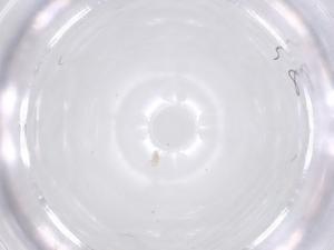  ( - CBG-B20155-C11)  @11 [ ] CreativeCommons - Attribution Share - Alike (2025) Centre for Biodiversity Genomics Centre for Biodiversity Genomics