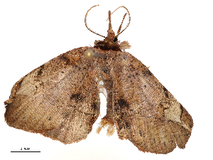  ( - CBG-B20283-E05)  @11 [ ] CreativeCommons - Attribution Share - Alike (2025) CBG Photography Group Centre for Biodiversity Genomics