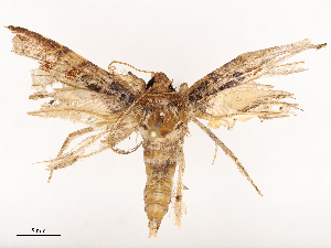  ( - CBG-B21239-F08)  @11 [ ] CreativeCommons - Attribution Share - Alike (2025) CBG Photography Group Centre for Biodiversity Genomics