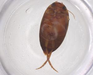  ( - CBG-B21817-H10)  @11 [ ] CreativeCommons - Attribution Share - Alike (2025) Centre for Biodiversity Genomics Centre for Biodiversity Genomics