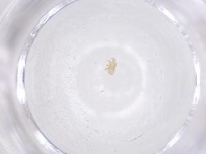  ( - CBG-B21889-G10)  @11 [ ] CreativeCommons - Attribution Share - Alike (2025) Centre for Biodiversity Genomics Centre for Biodiversity Genomics