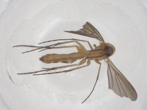  ( - CBG-B22298-G06)  @11 [ ] CreativeCommons - Attribution Share - Alike (2025) Centre for Biodiversity Genomics Centre for Biodiversity Genomics