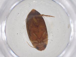  ( - CBG-B22502-G08)  @11 [ ] CreativeCommons - Attribution Share - Alike (2025) Centre for Biodiversity Genomics Centre for Biodiversity Genomics