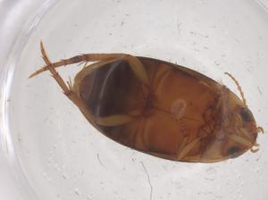  ( - CBG-B22503-A08)  @11 [ ] CreativeCommons - Attribution Share - Alike (2025) Centre for Biodiversity Genomics Centre for Biodiversity Genomics