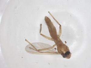  ( - CBG-B22505-F03)  @11 [ ] CreativeCommons - Attribution Share - Alike (2025) Centre for Biodiversity Genomics Centre for Biodiversity Genomics