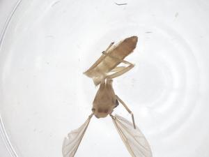  ( - CBG-B22505-H09)  @11 [ ] CreativeCommons - Attribution Share - Alike (2025) Centre for Biodiversity Genomics Centre for Biodiversity Genomics