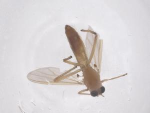  ( - CBG-B22508-A09)  @11 [ ] CreativeCommons - Attribution Share - Alike (2025) Centre for Biodiversity Genomics Centre for Biodiversity Genomics