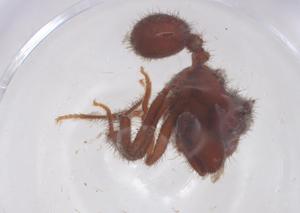 (Sericomyrmex bondari - CBG-B22622-G05)  @11 [ ] CreativeCommons - Attribution Share - Alike (2025) Centre for Biodiversity Genomics Centre for Biodiversity Genomics