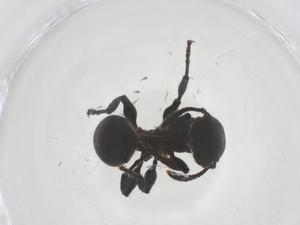  ( - CBG-B11963-B04)  @11 [ ] CreativeCommons - Attribution Share - Alike (2025) Centre for Biodiversity Genomics Centre for Biodiversity Genomics