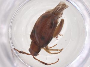  ( - CBG-B11964-H06)  @11 [ ] CreativeCommons - Attribution Share - Alike (2025) Centre for Biodiversity Genomics Centre for Biodiversity Genomics