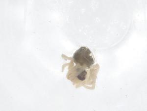  ( - CBG-B21828-G12)  @11 [ ] CreativeCommons - Attribution Share - Alike (2025) Centre for Biodiversity Genomics Centre for Biodiversity Genomics