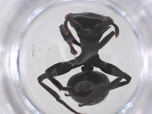  ( - CBG-B21884-G08)  @11 [ ] CreativeCommons - Attribution Share - Alike (2025) Centre for Biodiversity Genomics Centre for Biodiversity Genomics