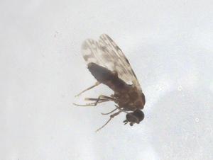  ( - CBG-B22313-F04)  @11 [ ] CreativeCommons - Attribution Share - Alike (2025) Centre for Biodiversity Genomics Centre for Biodiversity Genomics