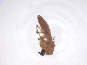  ( - CBG-B22414-F12)  @11 [ ] CreativeCommons - Attribution Share - Alike (2025) Centre for Biodiversity Genomics Centre for Biodiversity Genomics