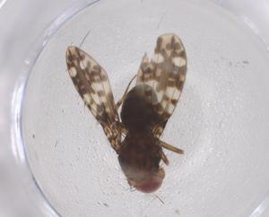  ( - CBG-B15481-C11)  @11 [ ] CreativeCommons - Attribution Share - Alike (2025) Centre for Biodiversity Genomics Centre for Biodiversity Genomics