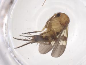  ( - CBG-B15485-G12)  @11 [ ] CreativeCommons - Attribution Share - Alike (2025) Centre for Biodiversity Genomics Centre for Biodiversity Genomics