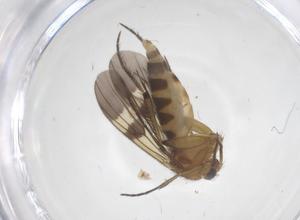  ( - CBG-B15531-G12)  @11 [ ] CreativeCommons - Attribution Share - Alike (2025) Centre for Biodiversity Genomics Centre for Biodiversity Genomics