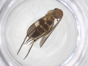  ( - CBG-B15531-H04)  @11 [ ] CreativeCommons - Attribution Share - Alike (2025) Centre for Biodiversity Genomics Centre for Biodiversity Genomics