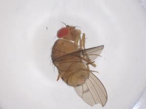  ( - CBG-B15550-C10)  @11 [ ] CreativeCommons - Attribution Share - Alike (2025) Centre for Biodiversity Genomics Centre for Biodiversity Genomics